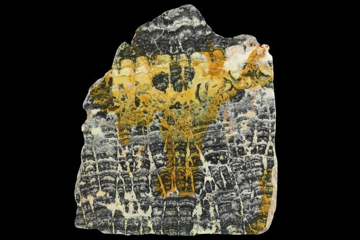 Proterozoic Age Columnar Stromatolite (Asperia) Slab - Australia #163132